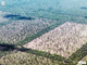 Deforestacion selectiva en el impenetrable para Ganaderia